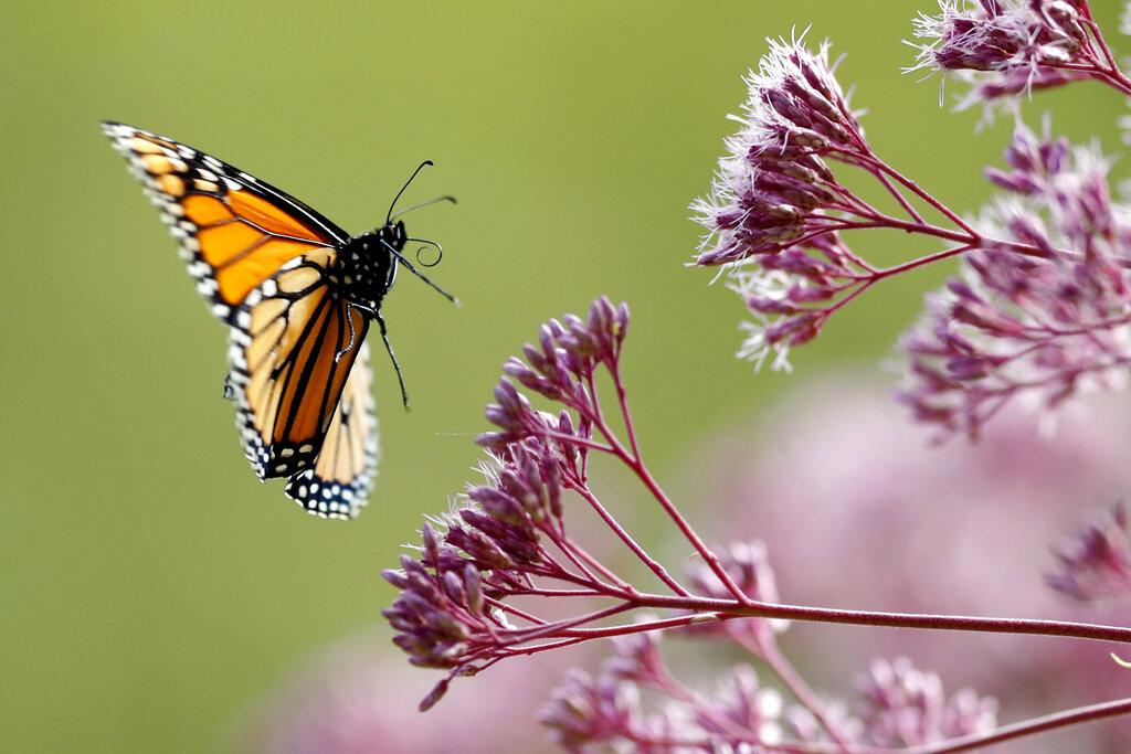 In this Aug. 28, 2019 file photo, a Monarch butterfly flies to Joe Pye weed, in Freeport, Maine. (AP Photo / Robert F. Bukaty)