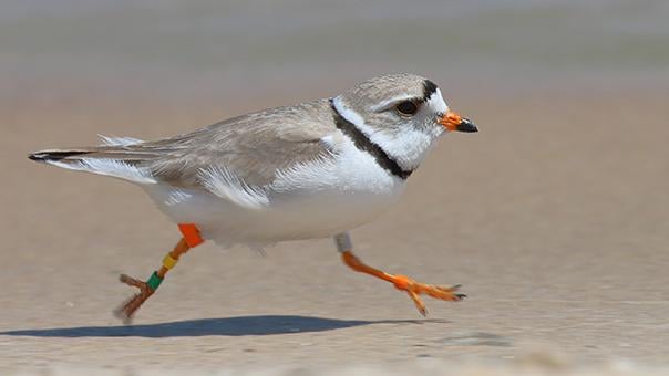 Great Lakes piping plovers, like the one pictured, don't tend to spend the winters with their mate. (Vince Cavalieri / U.S. Fish and Wildlife Service)