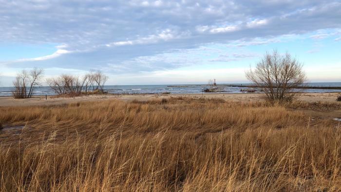Montrose Beach dunes provides refuge and food to shorebirds. (Patty Wetli / WTTW News)