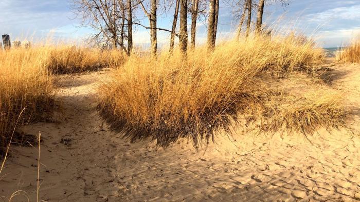 Though Montrose Beach dunes is newly formed, it provides a glimpse of Chicago's pre-settlement shoreline. (Patty Wetli / WTTW News)