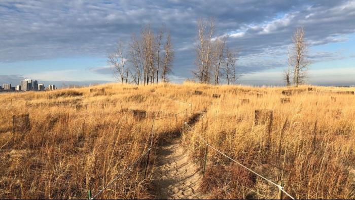 There are defined paths within the dunes to protect plants and wildlife, but the dunes aren't off-limits to visitors. (Patty Wetli / WTTW News)