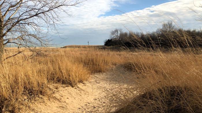 It's easy to forget you're in Chicago when visiting Montrose Beach Dune Natural Area. (Patty Wetli / WTTW News)
