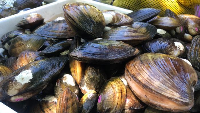Invasive zebra and quagga mussels have wreaked havoc on the Great Lakes ecosystem. But the region's native freshwater mussels, as seen in this photo, act as the "livers" of the rivers. (Courtesy of Shedd Aquarium)